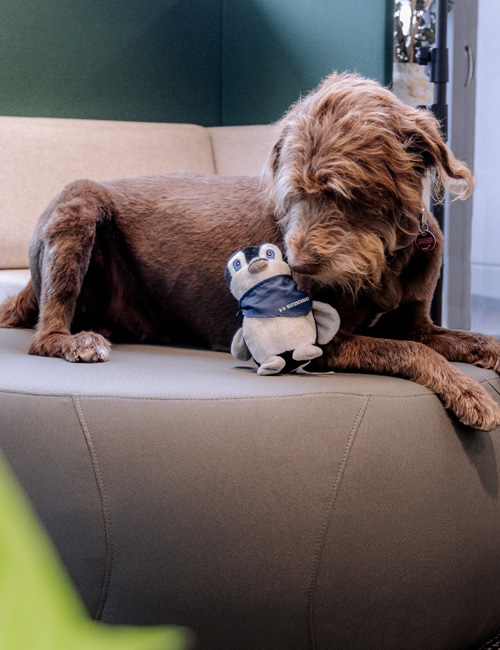 A brown, curly-haired dog lies on a sofa and holds a penguin stuffed toy with his paws, looking at it carefully. The dog is wearing a collar.